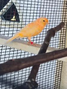 Pair of Canaries - Photo 3