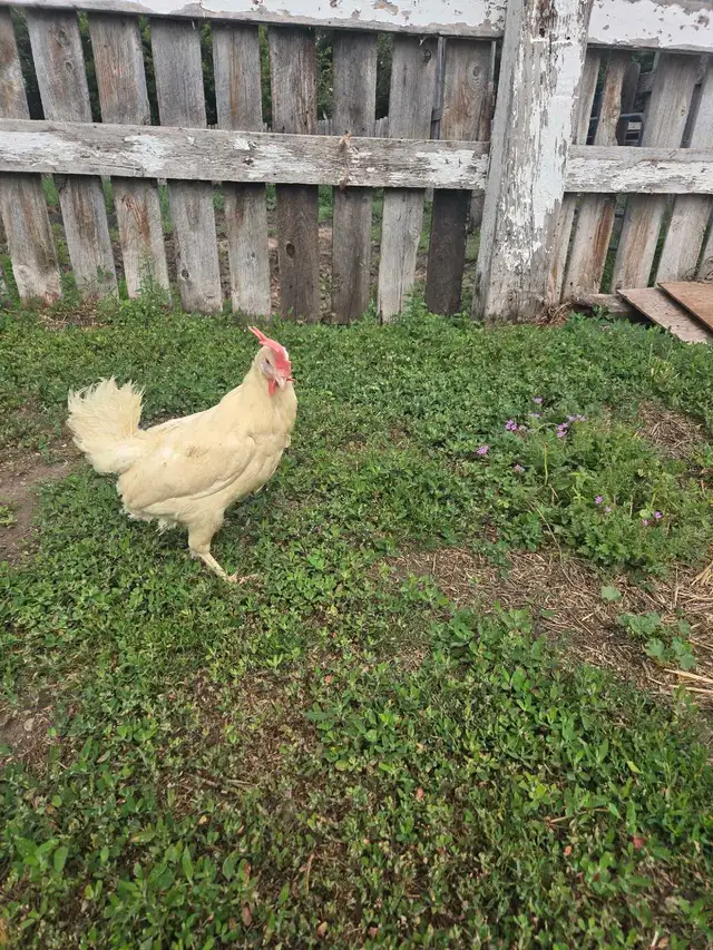 white laying chickens