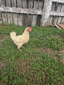 white laying chickens - Photo 2