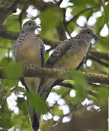 Pair of Zebra Doves