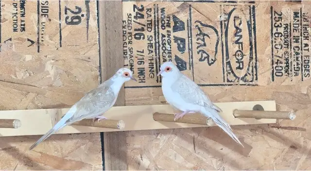 Pied and Cinnamon  Pair Diamond Doves