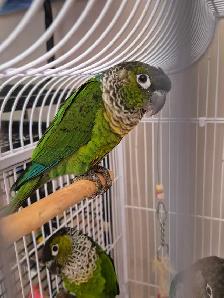 Ready to go conures -300$ each