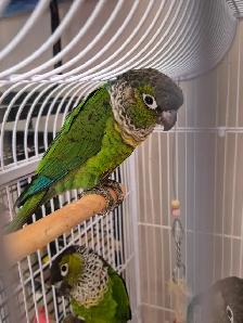 Ready to go conures -300$ each - Photo 2