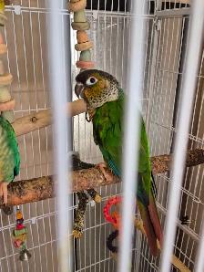 Ready to go conures -300$ each - Photo 3