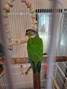 Ready to go conures -300$ each - Photo 4