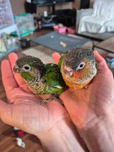 Ready to go conures -300$ each - Photo 5