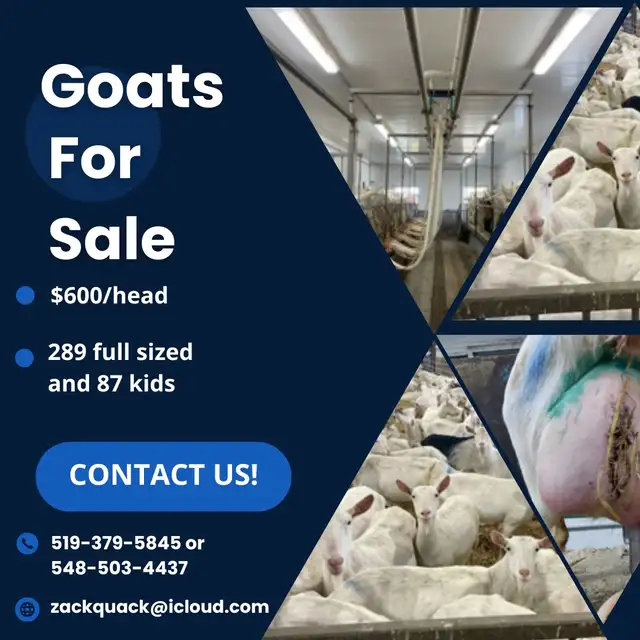 Dairy Goats