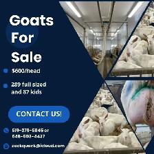 Dairy Goats