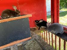 female Rex rabbits for sale