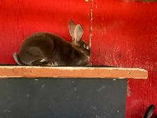 female Rex rabbits for sale - Photo 2