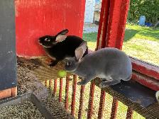 female Rex rabbits for sale - Photo 3