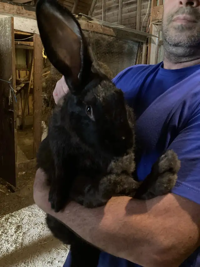 Flemish giant doe