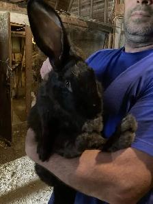 Flemish giant doe