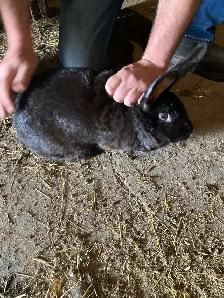 Flemish giant doe - Photo 2