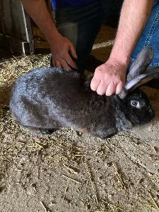 Flemish giant doe - Photo 3