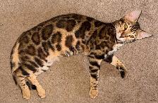 TICA registered Male bengal