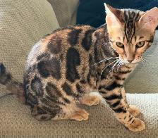 TICA registered Male bengal - Photo 2