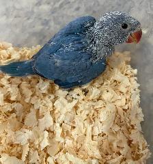 Cobalt Blue Indian Ringneck baby's.