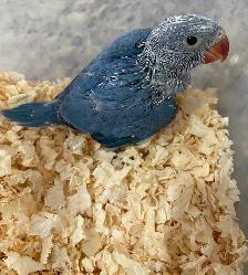 Cobalt Blue Indian Ringneck baby's. - Photo 2