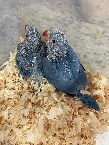Cobalt Blue Indian Ringneck baby's. - Photo 5