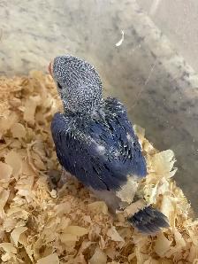 Violet Indian Ringneck baby.
