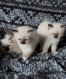 Purebred Ragdoll Kittens