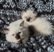 Purebred Ragdoll Kittens - Photo 2