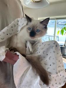 Purebred Ragdoll Kittens - Photo 3