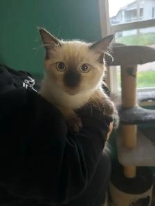 Purebred Ragdoll Kittens - Photo 4
