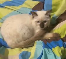 Purebred Ragdoll Kittens - Photo 5