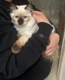 Purebred Ragdoll Kittens - Photo 6