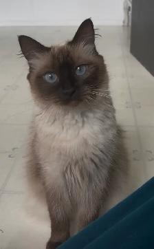 Purebred Ragdoll Kittens - Photo 7