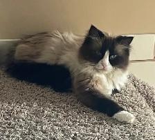 Purebred Ragdoll Kittens - Photo 8