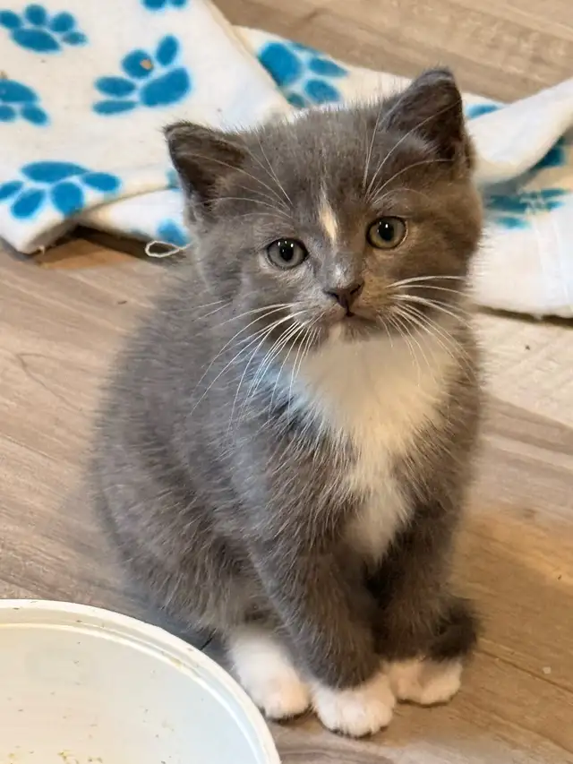 himalyn/persian kitten