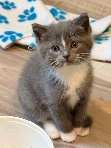 himalyn/persian kitten