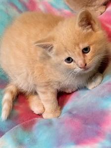 himalyn/persian kitten - Photo 2