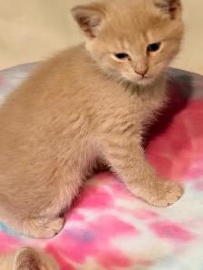 himalyn/persian kitten - Photo 3