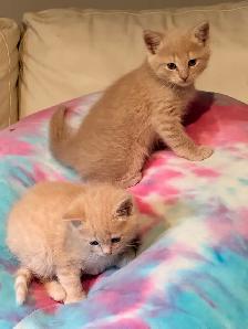 himalyn/persian kitten - Photo 4