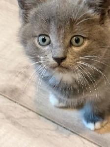 himalyn/persian kitten - Photo 5
