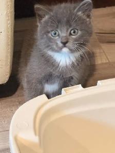 himalyn/persian kitten - Photo 6
