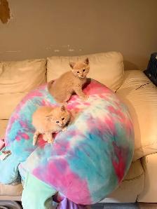 himalyn/persian kitten - Photo 7
