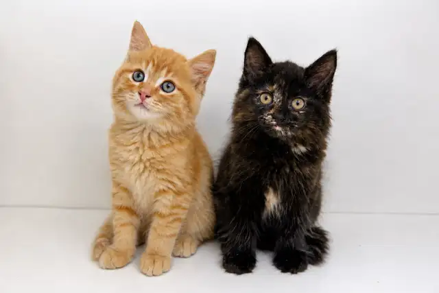 Ragdoll Mix Kittens!