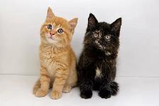 Ragdoll Mix Kittens!