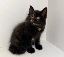 Ragdoll Mix Kittens! - Photo 2