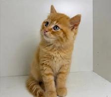Ragdoll Mix Kittens! - Photo 3