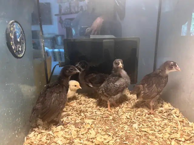 3 week old chcks
