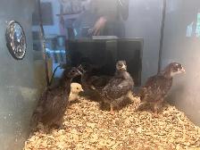 3 week old chcks