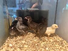 3 week old chcks - Photo 2