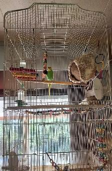 Bird Cage - Photo 3