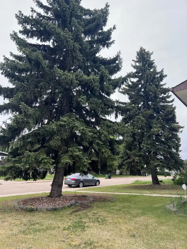 Tree removal